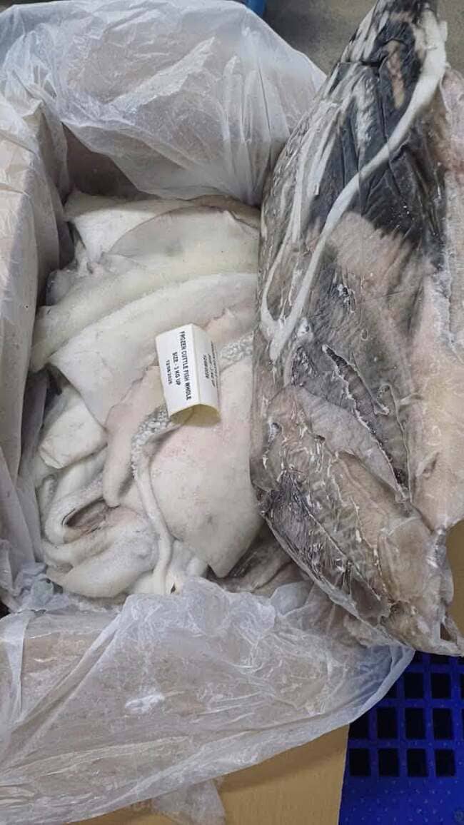 Mực Nang Ấn Độ Size 3kg Up Nhập Khẩu Đông Lạnh (3)