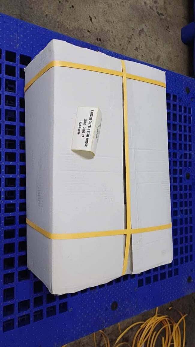 Mực Nang Ấn Độ Size 3kg Up Nhập Khẩu Đông Lạnh (4)