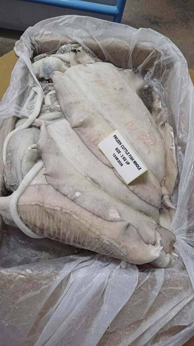 Mực Nang Ấn Độ Size 3kg Up Nhập Khẩu Đông Lạnh (5)