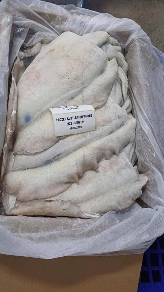 Mực Nang Ấn Độ Size 3kg Up Nhập Khẩu Đông Lạnh (6)