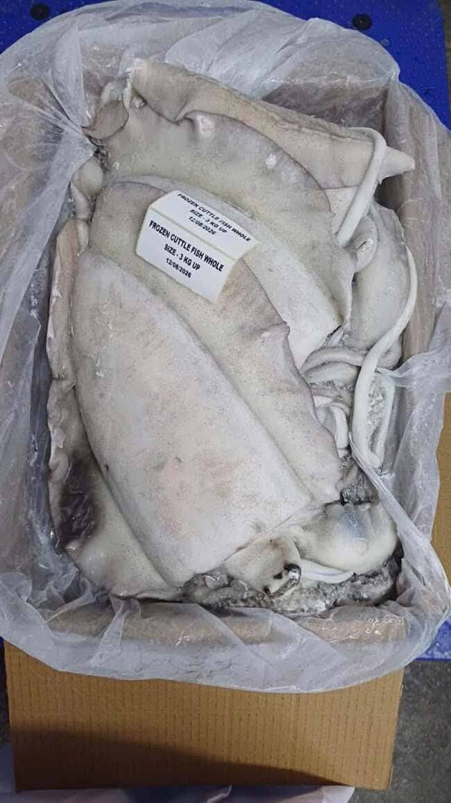 Mực Nang Ấn Độ Size 3kg Up Nhập Khẩu Đông Lạnh (7)