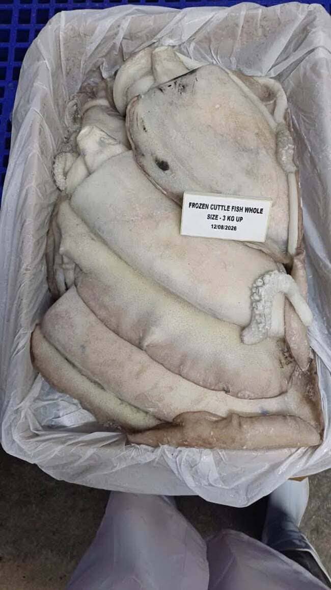 Mực Nang Ấn Độ Size 3kg Up Nhập Khẩu Đông Lạnh (8)