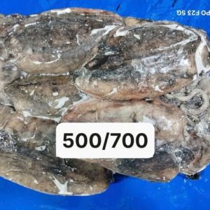 Mực Nang Ấn Độ Size 500–700g Nhập Khẩu Đông Lạnh Thùng 10kg