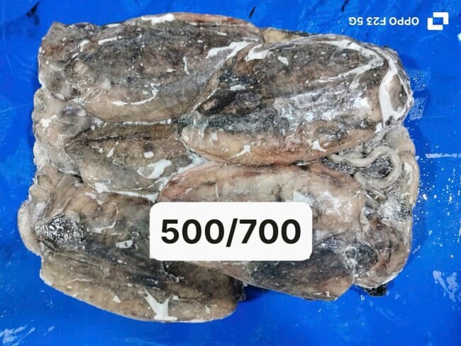 Mực Nang Ấn Độ Size 500–700g Nhập Khẩu Đông Lạnh (1)