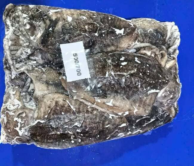 Mực Nang Ấn Độ Size 500–700g Nhập Khẩu Đông Lạnh (3)