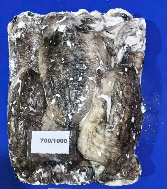 Mực Nang Ấn Độ Size 700–1000g Nhập Khẩu Đông Lạnh (3)