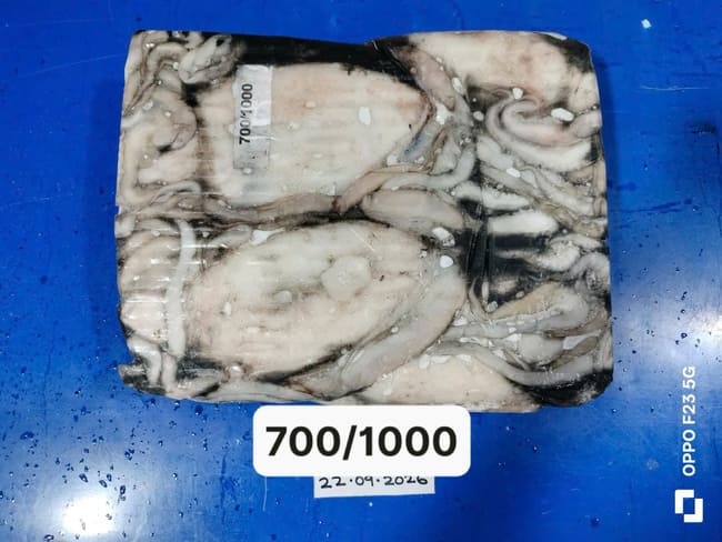 Mực Nang Ấn Độ Size 700–1000g Nhập Khẩu Đông Lạnh (6)