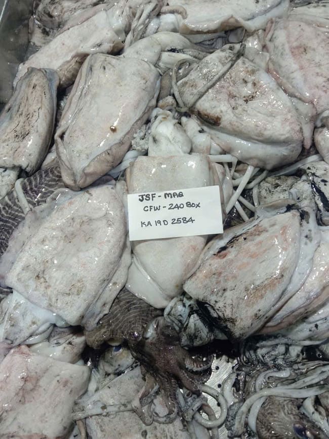 Mực Nang Ấn Độ Size 700–1000g Nhập Khẩu Đông Lạnh (7)
