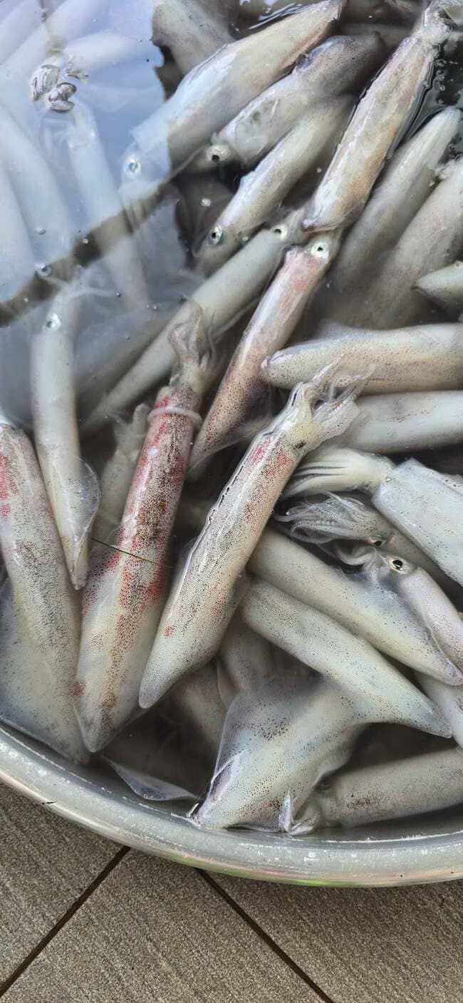 Mực Nháy Cấp Đông Việt Nam (1)