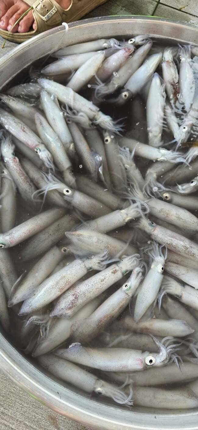 Mực Nháy Cấp Đông Việt Nam (2)