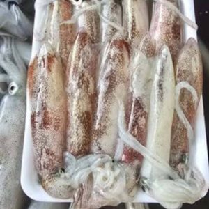 Mực Nháy Cấp Đông Việt Nam Thùng 10kg