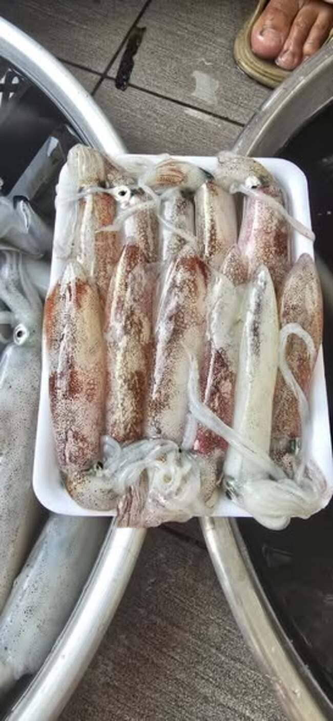 Mực Nháy Cấp Đông Việt Nam (3)
