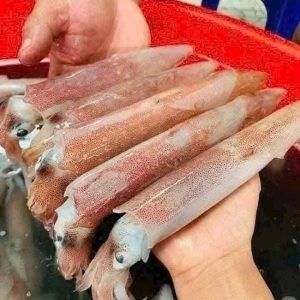 Mực Ống Nháy Size 10–12 Con/kg Việt Nam Cấp đông Thùng 10kg